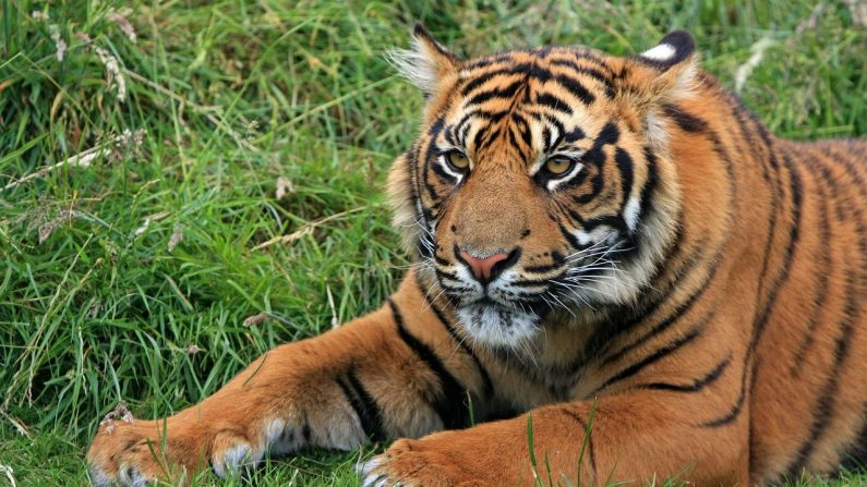Imagen ilustrativa. Tigre de Sumatra (Pixabay)
