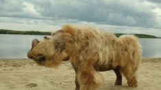 Cachorro de 14,000 años perfectamente conservado comió un rinoceronte lanudo como su último alimento