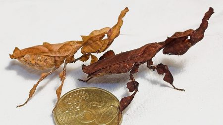 Descubre a la mantis fantasma: una especie escurridiza que puede confundirse con una hoja seca