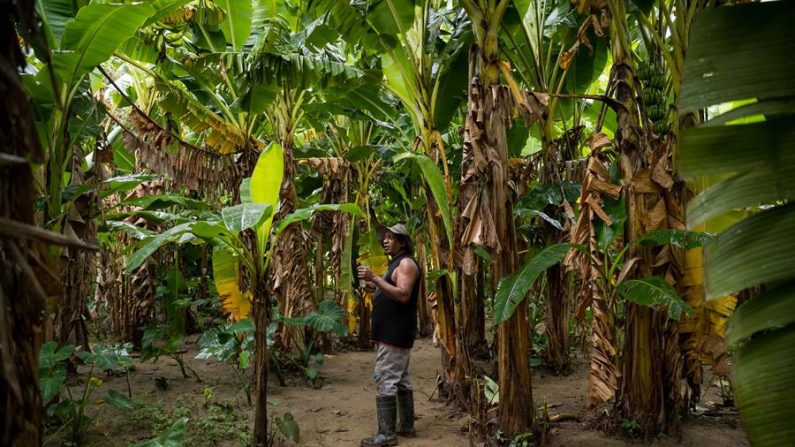 Fotografía que muestra al señor Argenio Córdoba mientras camina al interior de su cosecha, el 30 de agosto de 2020, en Guatire (Venezuela). EFE/ Miguel Gutiérrez