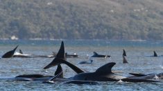 Descubren unas 70 ballenas varadas en una zona remota del sur de Australia