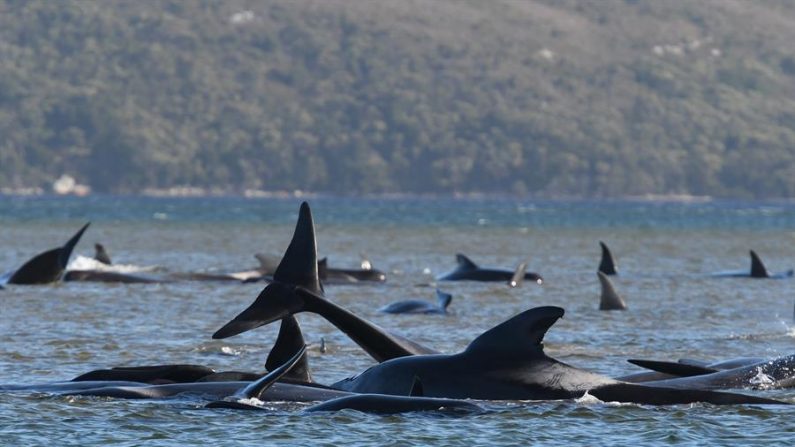 Un grupo de ballenas, que se cree que son calderones, ha quedado varado en un banco de arena en el puerto de Macquarie, Tasmania (Australia), el 21 de septiembre de 2020. EFE/EPA/BRODIE WEEDING / POOL