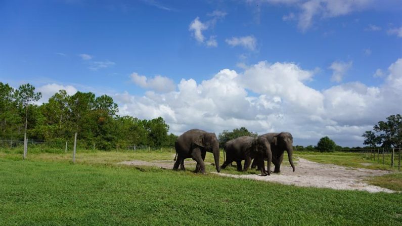 Fotografía cedida el 24 de septiembre de 2020 por White Oak Conservation donde aparecen los elefantes asíaticos "Mable" (i), nacido el 6 de abril de 2006; "April", nacida el 3 de abril de 2010, y "Kelly Ann" (i), nacida el 1 de enero de 1996, mientras pasean en el Centro para la Conservación de Elefantes en Polk City, Florida (EE.UU). EFE/Stephanie Rutan/White Oak Conservation