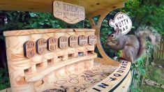 Vecino construye bar para ardillas en su patio trasero con siete variedades de nueces “de barril”
