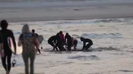 Surfista australiano muere después del ataque de un tiburón en la popular playa de Gold Coast