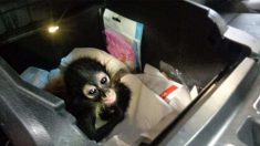 Agentes incautan bebé mono araña escondido en cabina de una camioneta en frontera México y EE. UU.