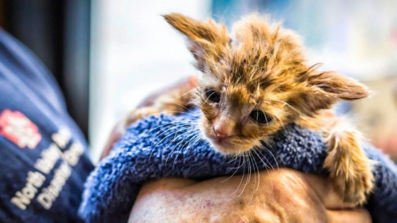 Una gatita que se parece al bebé Yoda se salvó de un incendio forestal en California. (Cortesía de B Davis/IFAW)