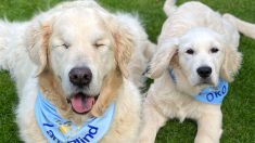 Perro golden retriever ciego tiene su propio cachorro guía que le ayuda a encontrar su camino en los paseos