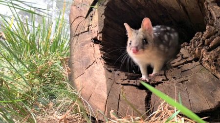 Los quolls orientales retornan a santuario de vida silvestre australiano tras 60 años de extinción