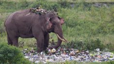 Trágicas fotos muestran un elefante hurgando entre basura plástica buscando algo de comida