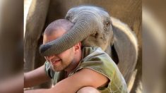 Adorables fotografías de encantadores elefantes  jugando «adivine quién soy» con los turistas