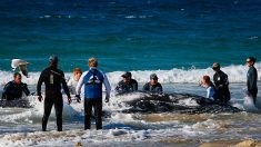 Australia trata salvar a una ballena jorobada varada en un río con cocodrilos