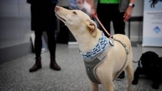 Finlandia prueba detectores caninos de COVID-19 con buenos resultados
