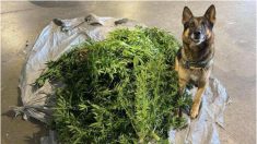 K9 de la Patrulla Fronteriza de Maine olfatea 40 libras de marihuana cultivada ilegalmente