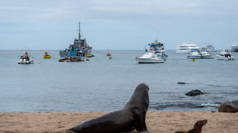 Leones marinos en una playa frente a barcos pesqueros y turísticos en la isla San Cristóbal el 15 de enero de 2019 en las Islas Galápagos, Ecuador. (Chris J Ratcliffe/Getty Images para Lumix)
