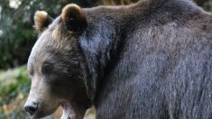 Muere cazador de alces tras encuentro con oso grizzly en Parque Nacional de Alaska