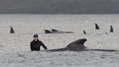 Mueren unas 380 de las ballenas varadas en el sur de Australia