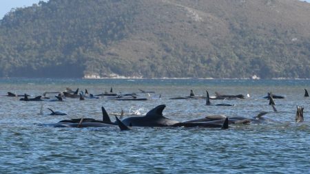 Rescatan 88 ballenas piloto y mueren casi 400 en encallamiento masivo en Australia