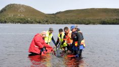 Australia consigue rescatar a las 20 últimas ballenas varadas en Tasmania