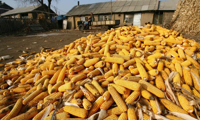 Mazorcas de maíz en la aldea de Shili, del municipio de Kalun, en la ciudad de Changchun, provincia de Jilin, China, el 21 de diciembre de 2006. (China Photos/Getty Images)