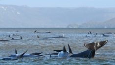 Misión intenta salvar a 270 ballenas moribundas varadas en un banco de arena en Tasmania
