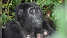 Muere bebé gorila de especie en peligro crítico de extinción en zoológico de Audubon
