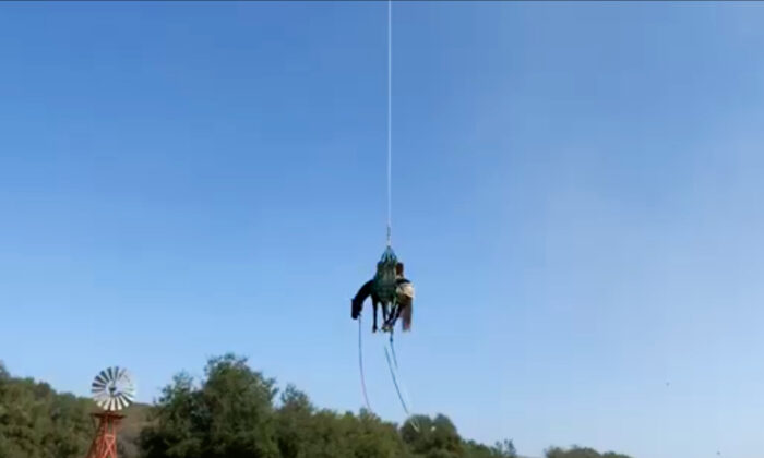 La Autoridad de Bomberos del Condado de Orange envía un caballo por vía aérea a un lugar seguro en Rancho Mission Viejo, California, el 21 de septiembre de 2020. (Captura de pantalla/video cortesía de la Autoridad de Bomberos del Condado de Orange)
