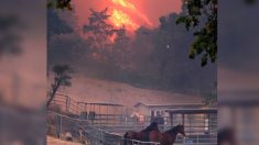 Incendios forestales de California destruyen refugio de caballos abandonados, pero animales sobreviven