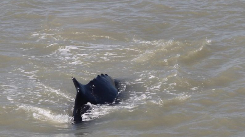 Se estableció una zona de exclusión en el Parque Nacional Kakadu, luego de que tres ballenas jorobadas ingresaran al río East Alligator en el Territorio del Norte de Australia. (Cortesía de la Dra. Carol Palmer/Gobierno del Territorio del Norte/Parque Nacional Kakadu/Facebook)
