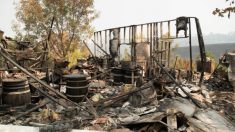 Dueña de tienda de mascotas de California ayuda a hombre que perdió su casa en incendios LNU Complex