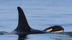 ¡Es un macho! Mamá orca da a luz un robusto y saludable bebé ballena en la costa de Columbia Británica
