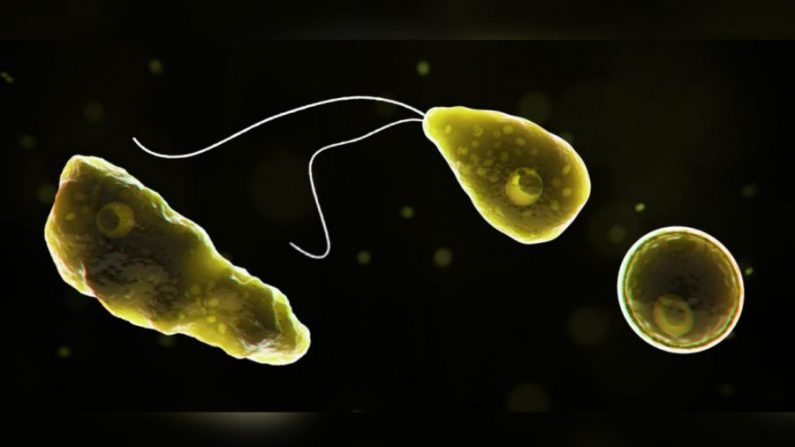 Naegleria fowleri, un tipo de ameba come-cerebros.  (CDC)