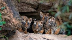 Fotógrafo captura momento en que cachorros de tigre recién nacidos salen de su cueva por primera vez