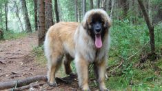 Cachorro de un año de 110 libras usualmente la confunden con un oso en los paseos por el bosque