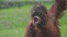 Fotógrafo toma increíbles fotos de un orangután rescatado «bailando bajo la lluvia»