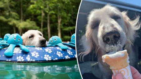 Familia ayuda a un anciano golden retriever con cáncer terminal a cumplir su lista de deseos