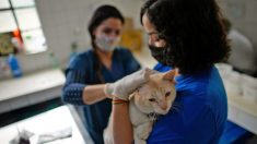 Rescatan 78 gatos enfermos y maltratados del interior de una casa, dueños acusados de maltrato animal