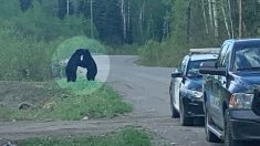Oficial de policía captura el momento ‘especial’ de dos osos negros abrazados en la carretera