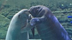 Dos manatíes rehabilitados en el zoológico de Cincinnati regresan a sus aguas nativas en Florida