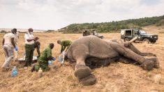 Veterinarios salvan a elefante herido en Kenia que fue atacado por cruzar por territorio de humanos
