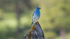 Los hermosos pájaros azules de montaña son los más llamativos y están aumentando