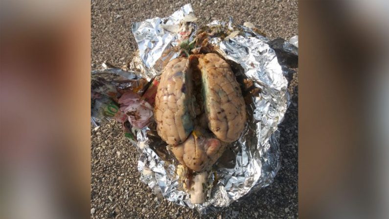 Un cerebro de animal que fue descubierto lavado en una playa en Racine, Wisconsin, el 15 de septiembre de 2020. (Cortesía de James Senda)