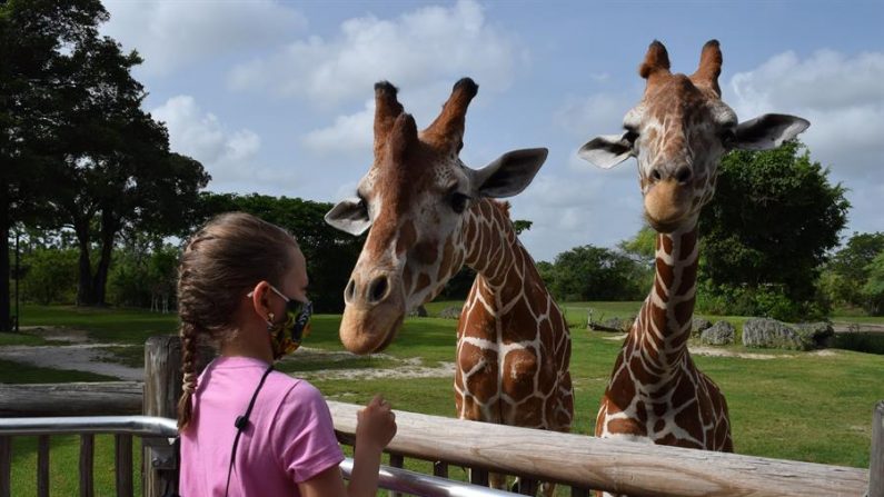 Fotografía cedida por el zoológico de Miami donde aparece Jadyn Blanco, una niña de 8 años residente de Loxahatchee y que sufre de cáncer, dando de comer a una jirafas durante una visita privada el 4 de septiembre de 2020 a las instalaciones del zoo en Miami, Florida (EE.UU.). EFE/Zoo Miami 