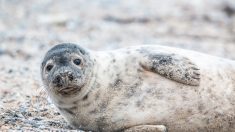 Biólogo ruso descubre rara foca pelirroja de ojos azules y la llama “Patito feo”
