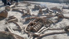 Encuentran más de 200 restos de mamuts en zona de construcción de nuevo aeropuerto en México