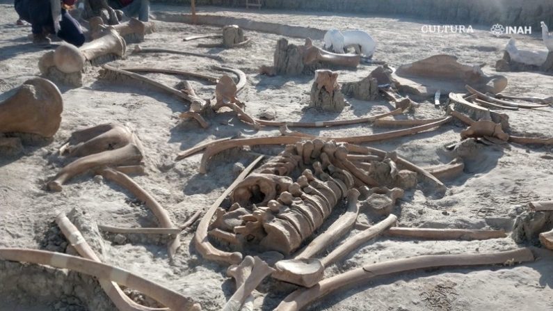 INAH comenzará estudio multidisciplinario de yacimientos de mamuts en Santa Lucía. Estado de México. (Foto: Arqlgo. Alberto Frutos. INAH.)