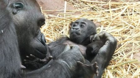 Mamá gorila cuida amorosamente a su bebé recién nacido, después de perder a su cría anterior