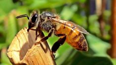 Veneno de abeja melífera mata células de cáncer de mama en el laboratorio, dice “emocionante” estudio