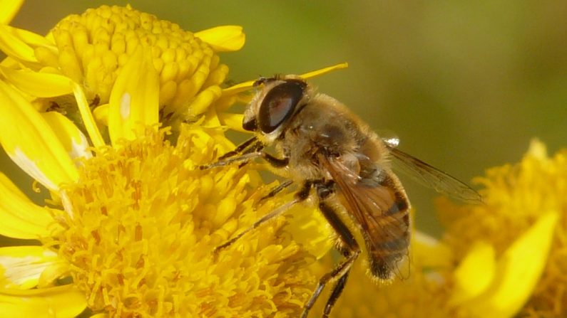 Adolescentes crean para proyecto para salvar a las abejas. Imagen ilustrativa. (Hans/Pixabay) 