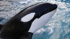 La orca que hizo luto por su cría muerta durante 17 días es madre otra vez